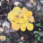 ZBIÓRKA SEKCYJNA